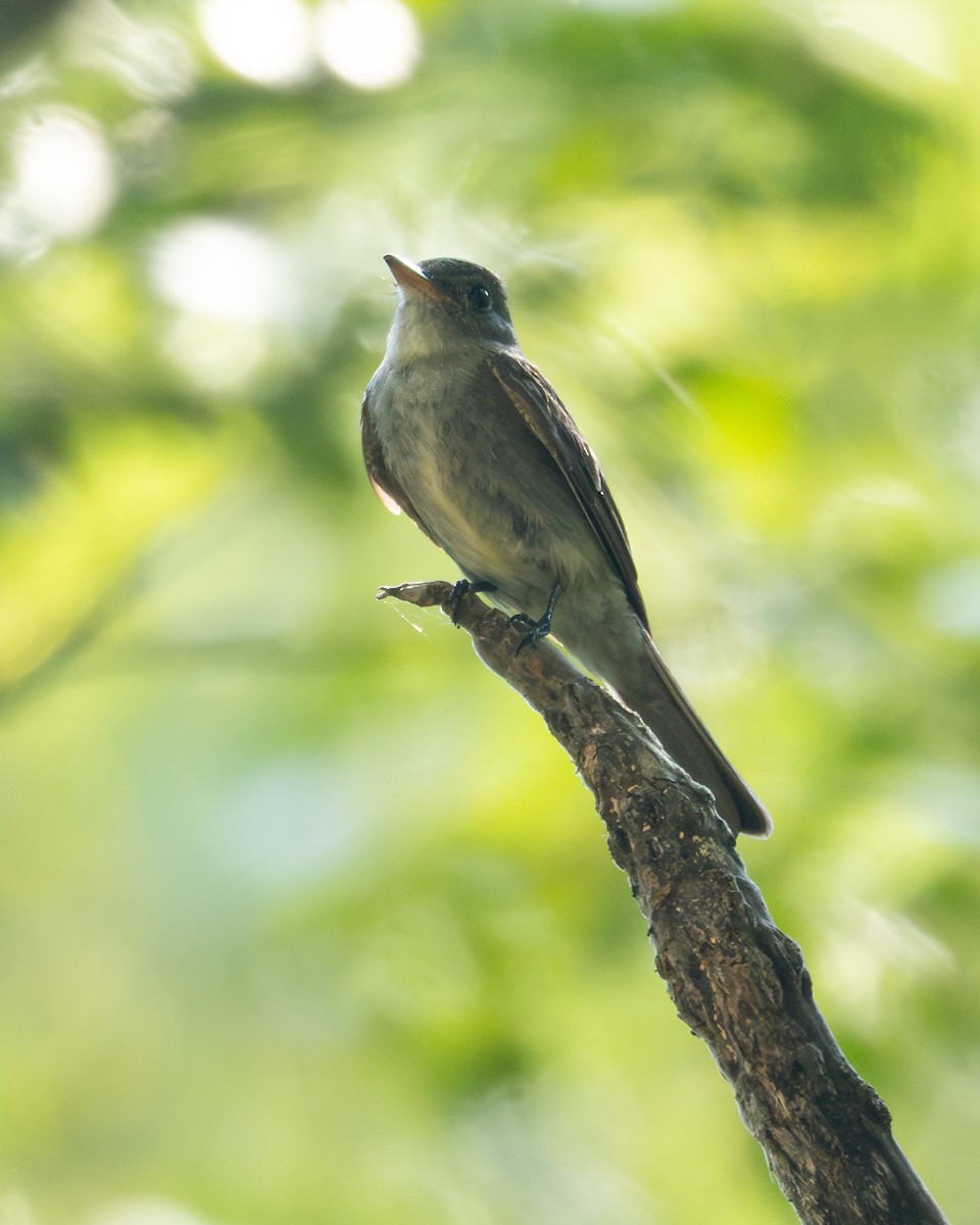 Blasskehl-Schnäppertyrann - ML645900045