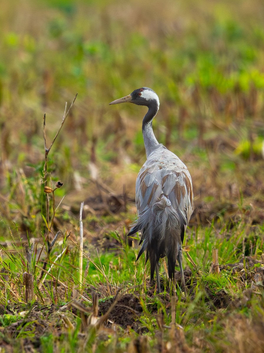 Common Crane - ML645900049