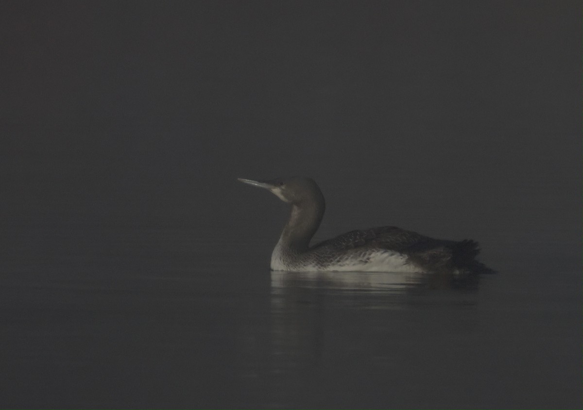 Red-throated Loon - ML645900050