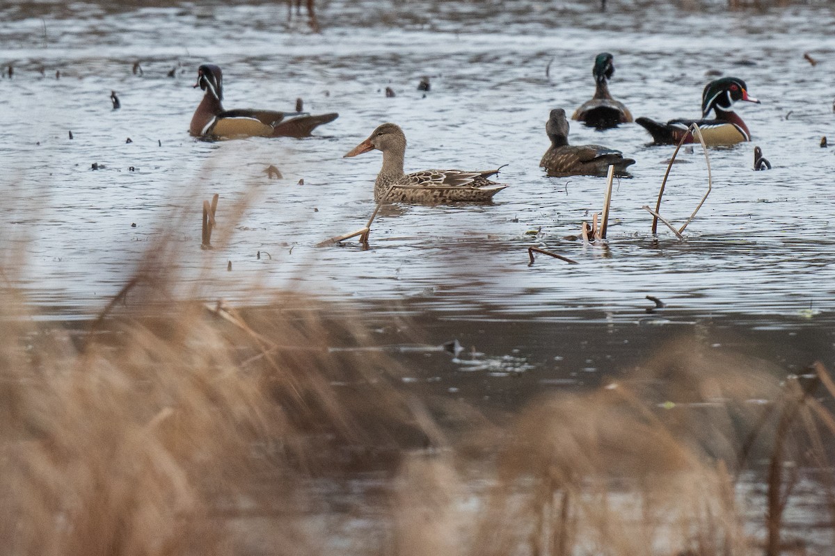 Northern Shoveler - ML645900052