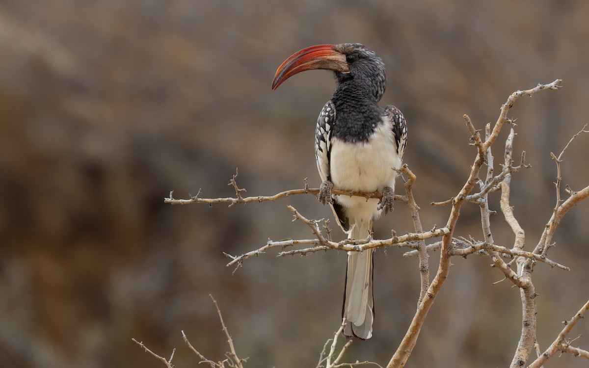Monteiro's Hornbill - ML645900068