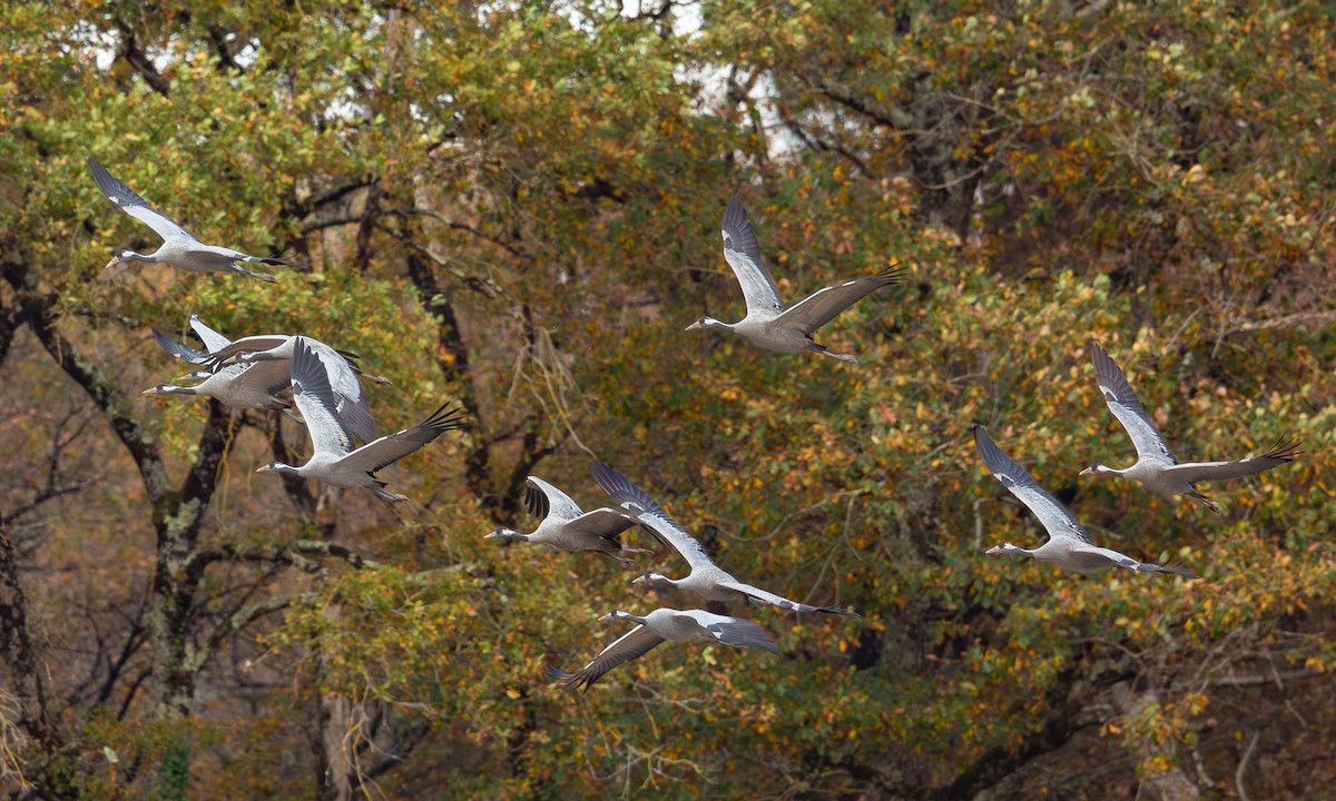 Common Crane - ML645900075