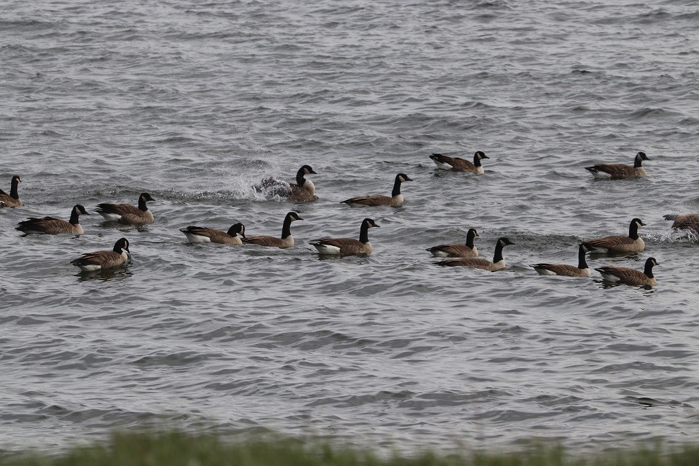 Канадская казарка - ML645900085