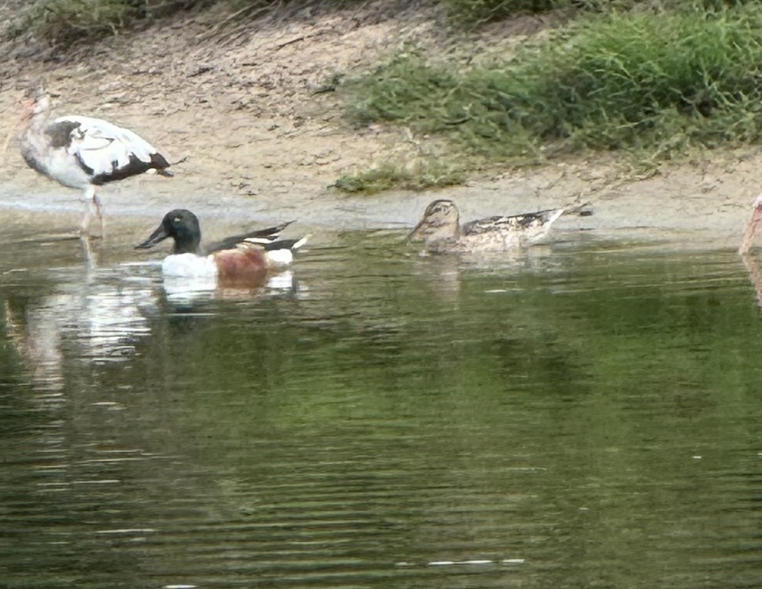 Широконоска - ML645900089
