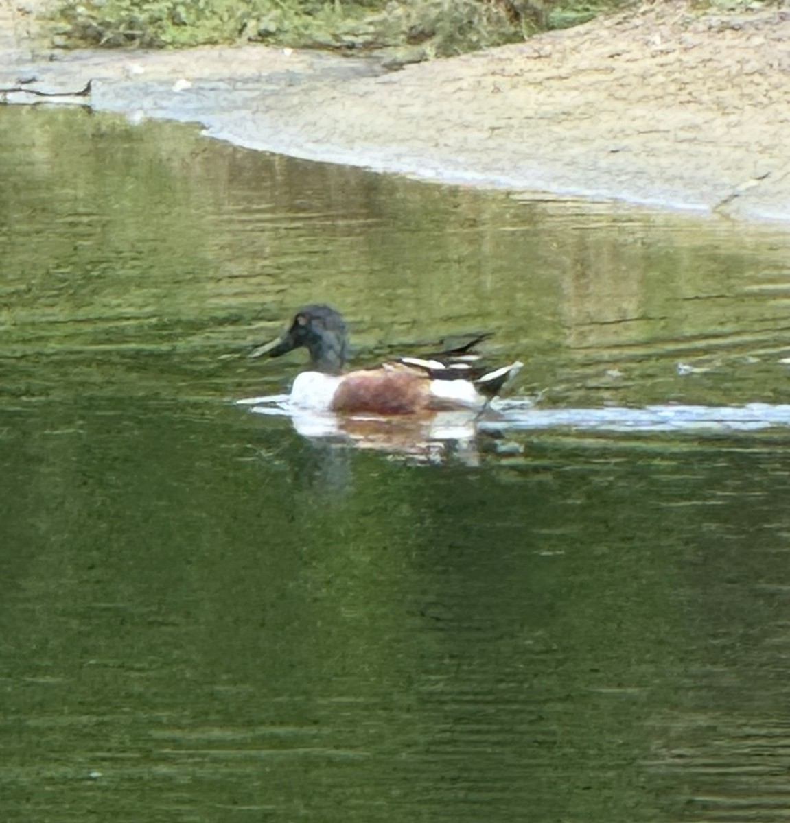 Широконоска - ML645900090