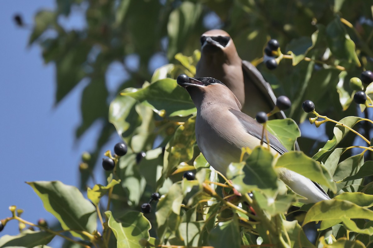 Кедровый свиристель - ML645900092