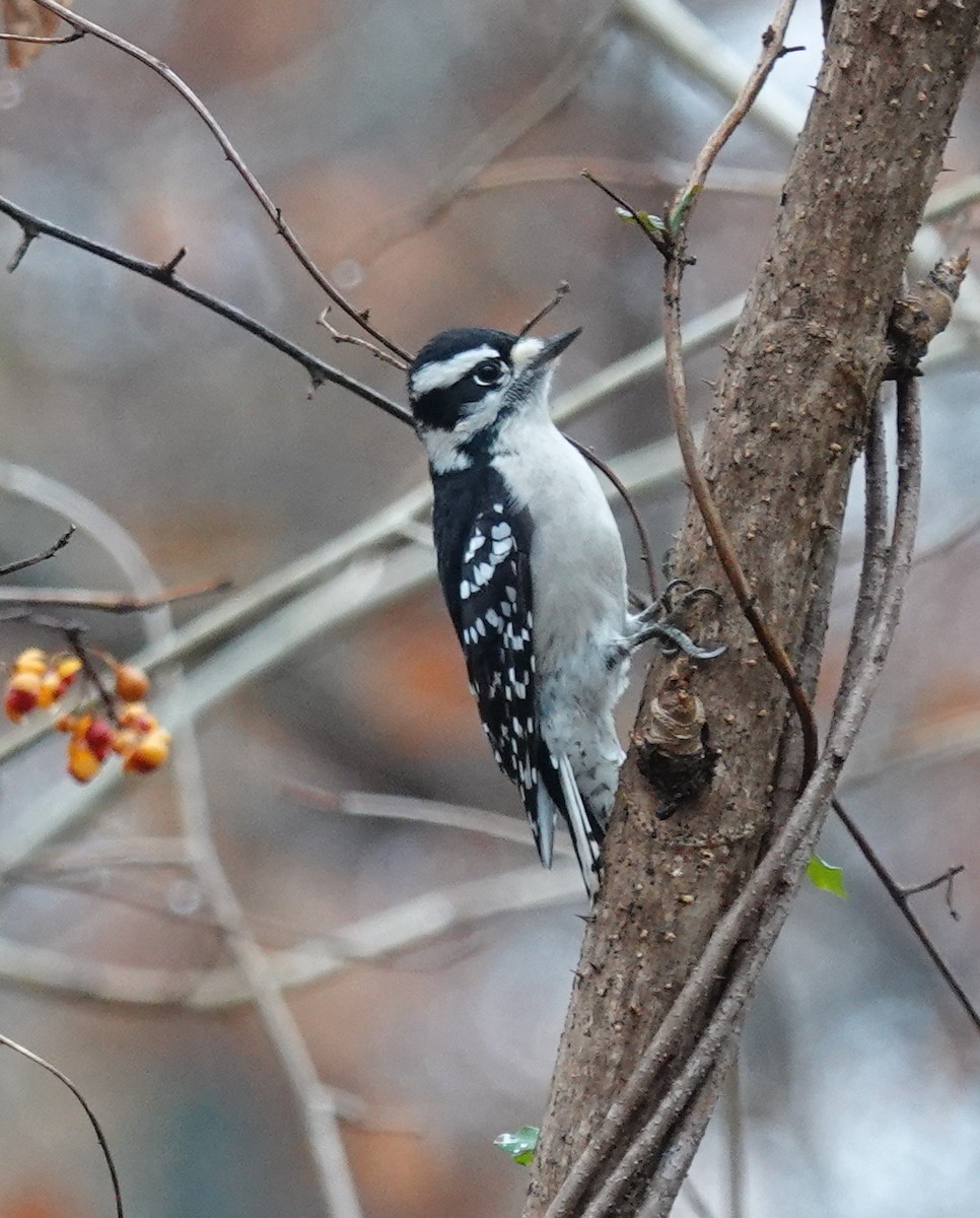 Пушистый дятел - ML645900094