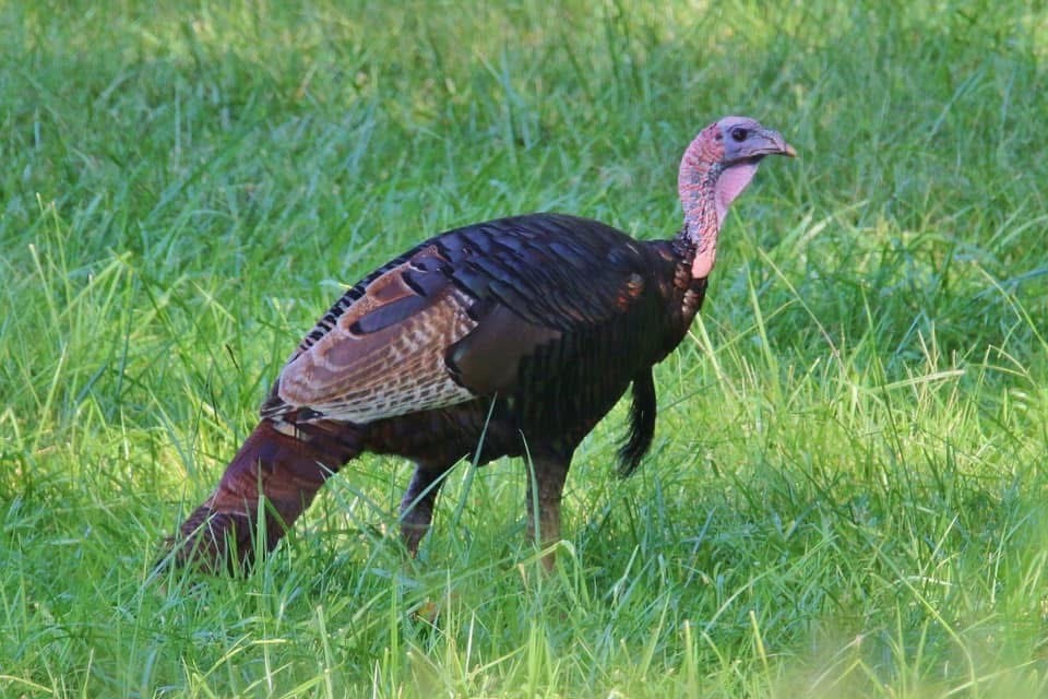 Индейка - ML645900095