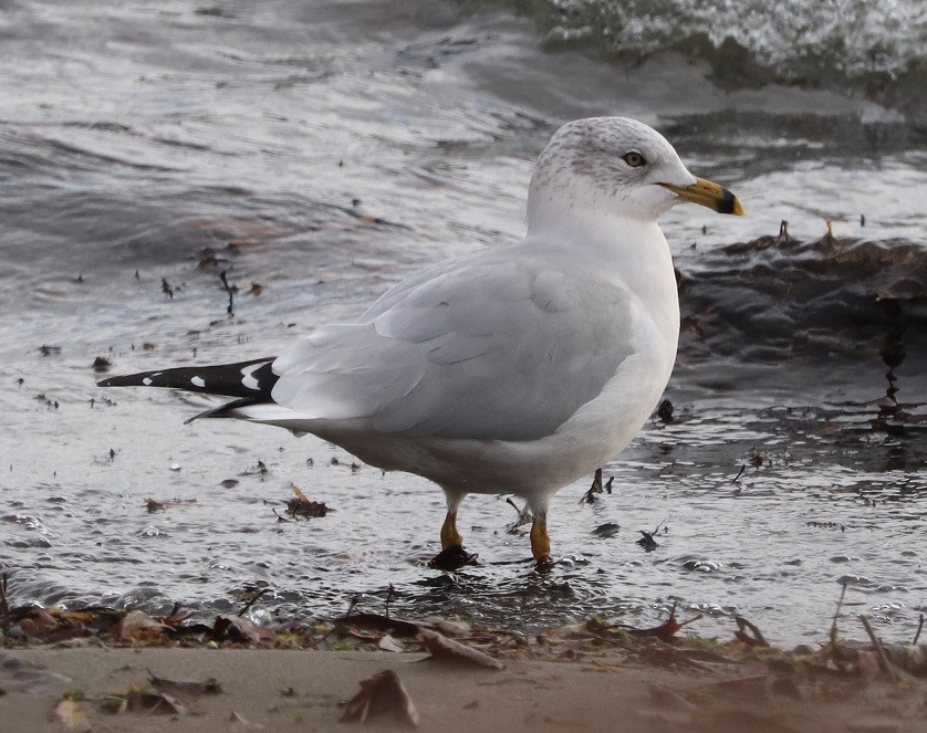 Делавэрская чайка - ML645900103