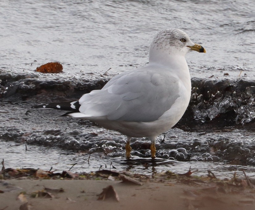 Делавэрская чайка - ML645900104