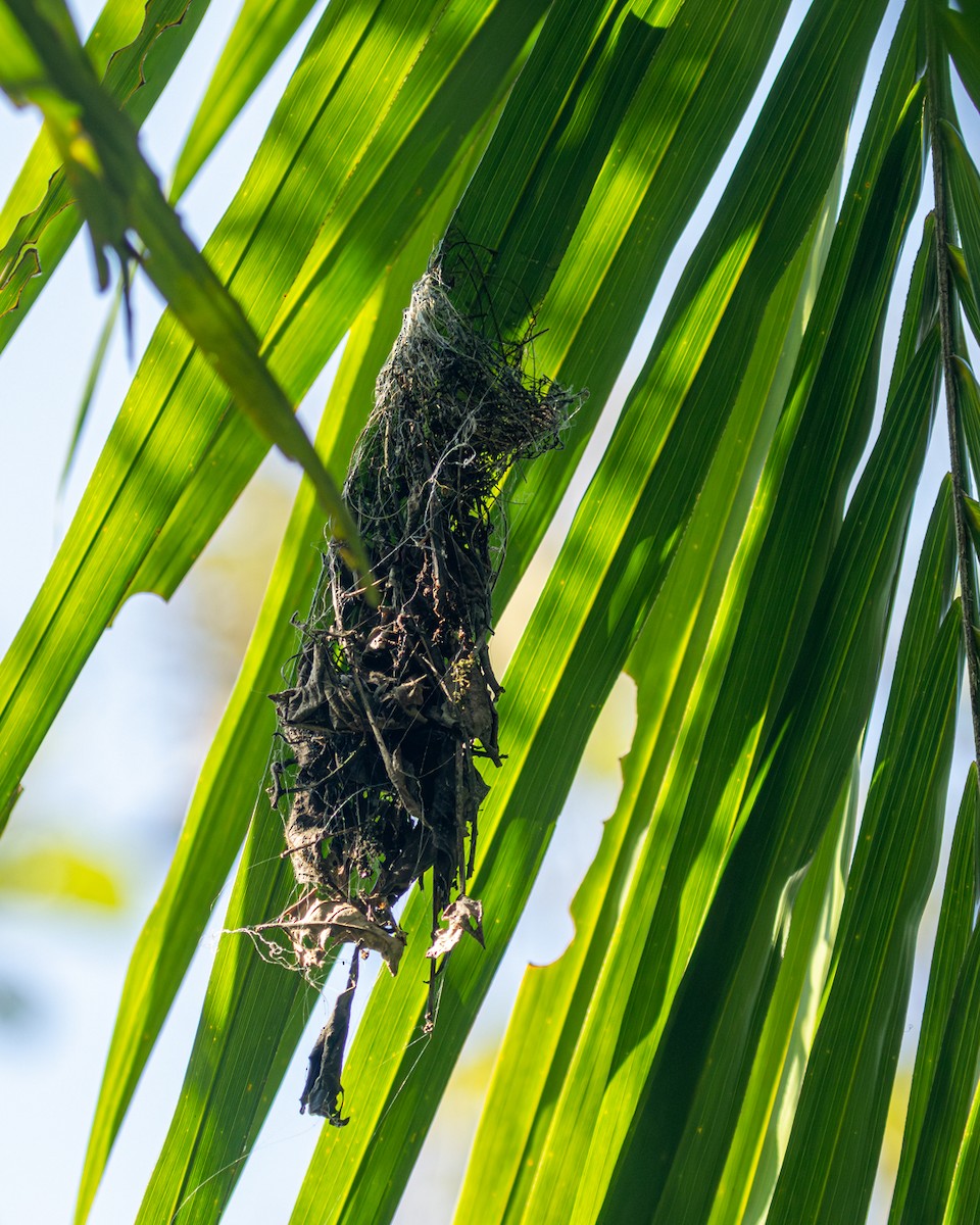 Краснохвостый колибри-отшельник - ML645900105