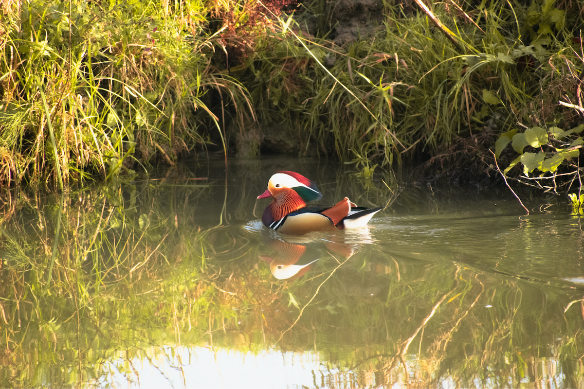 Мандаринка - ML645900106