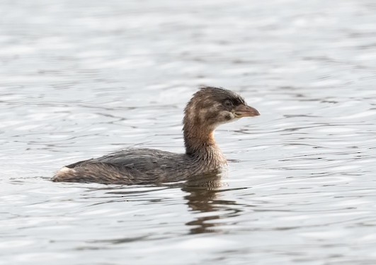 Пестроклювая поганка - ML645900107