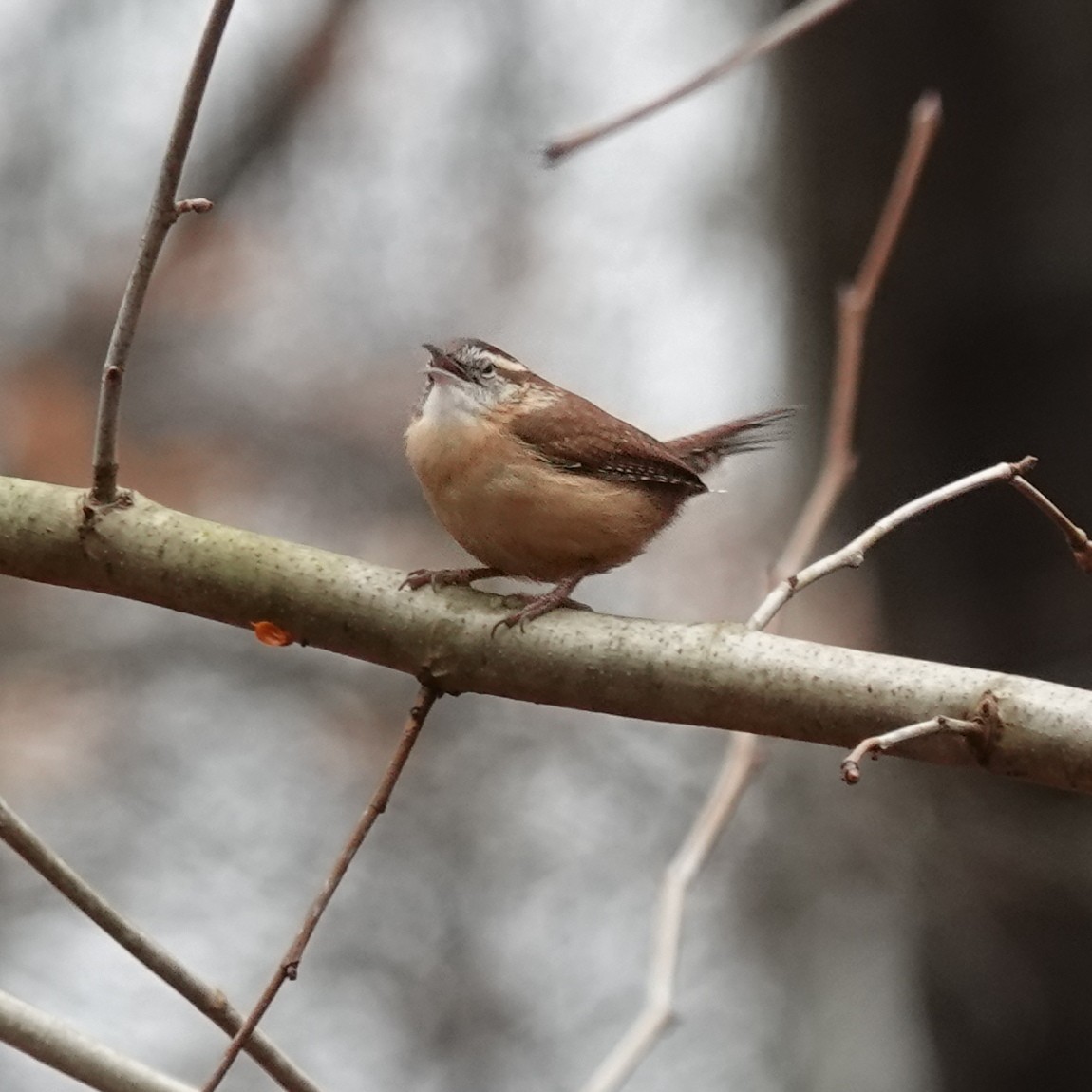 Каролинский крапивник - ML645900109