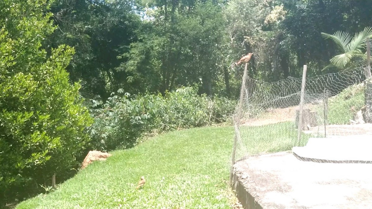 Рыжий печник - ML645900110