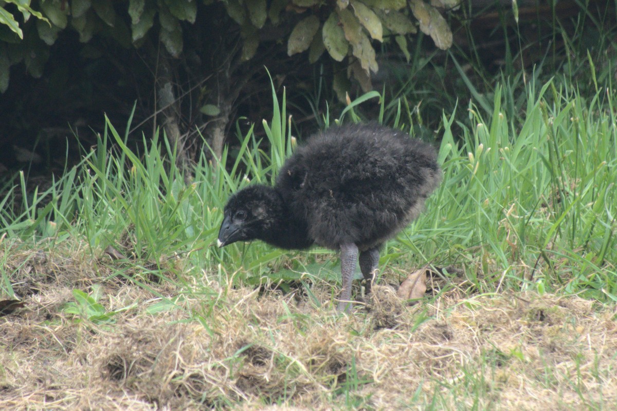 Такахе - ML645900113