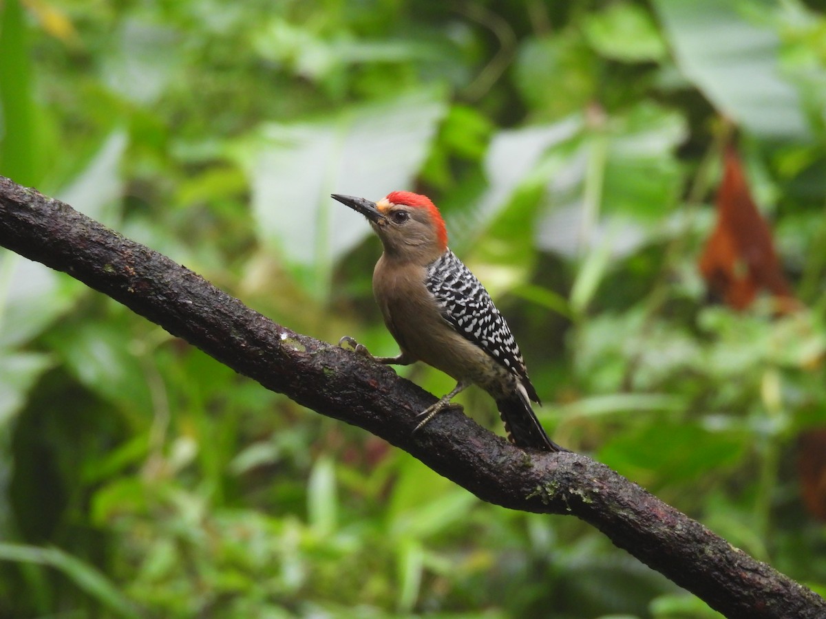 Красношапочный дятел - ML645900114