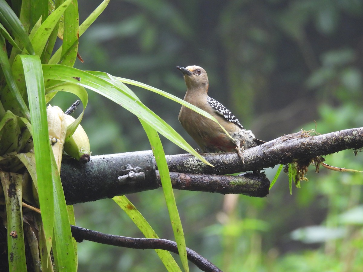 Красношапочный дятел - ML645900115