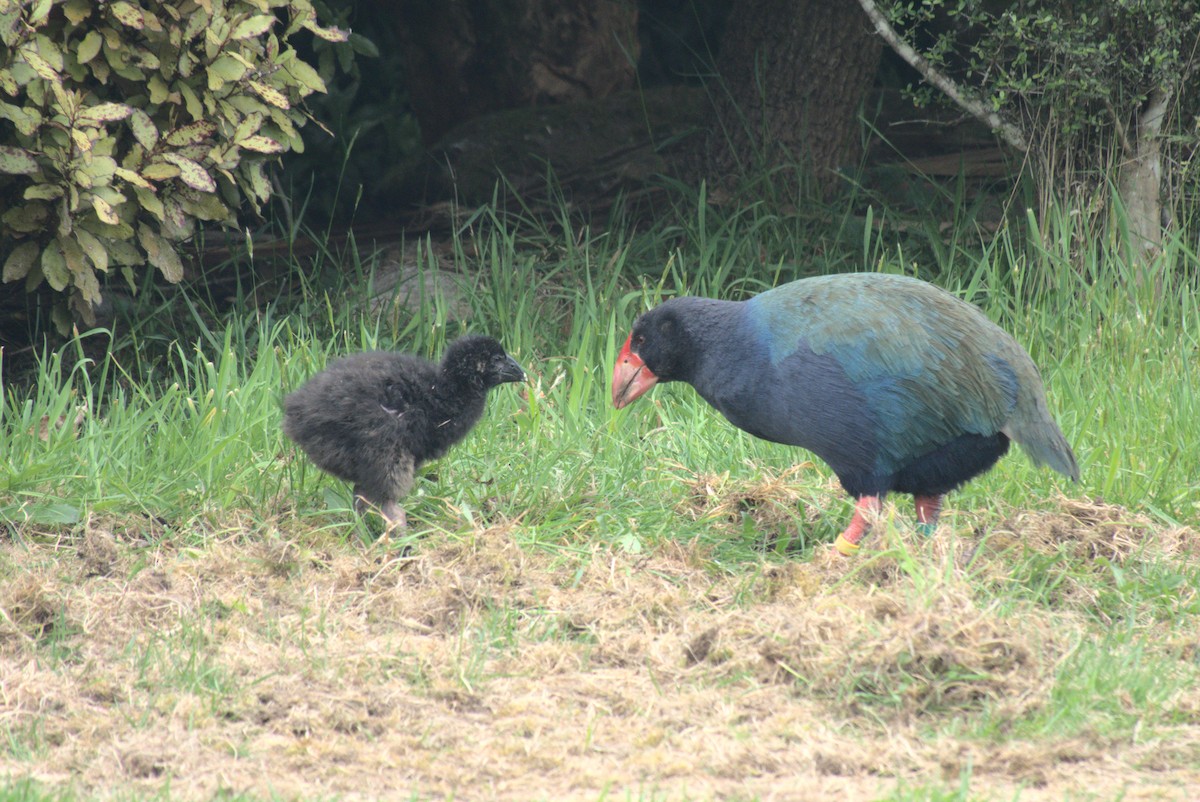 Такахе - ML645900117