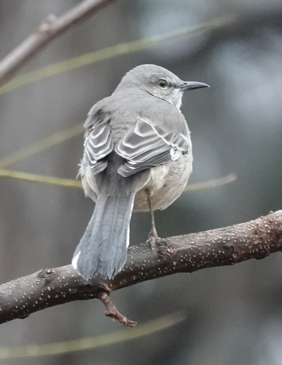 Многоголосый пересмешник - ML645900118