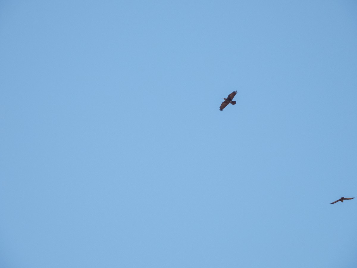 Пустынный ворон - ML645900121