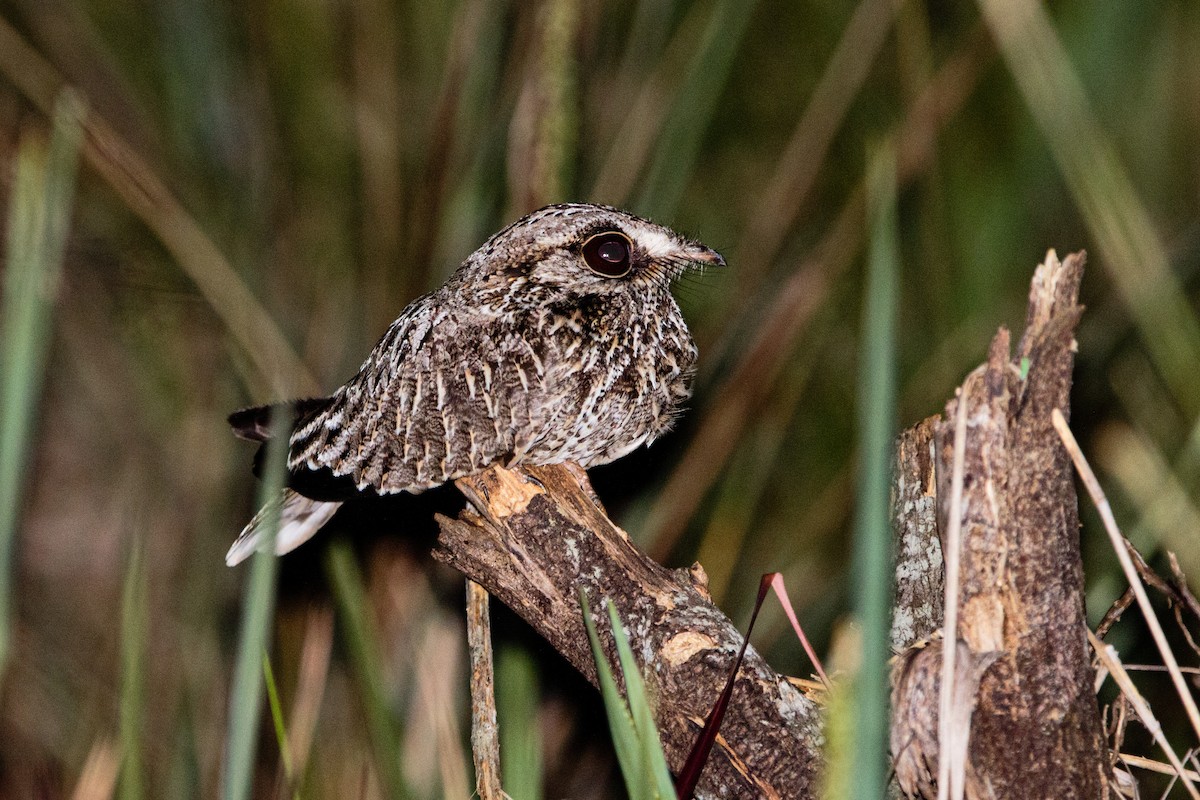 Серпокрылый козодой - ML645900124