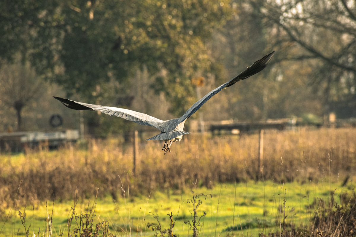 Серая цапля - ML645900127