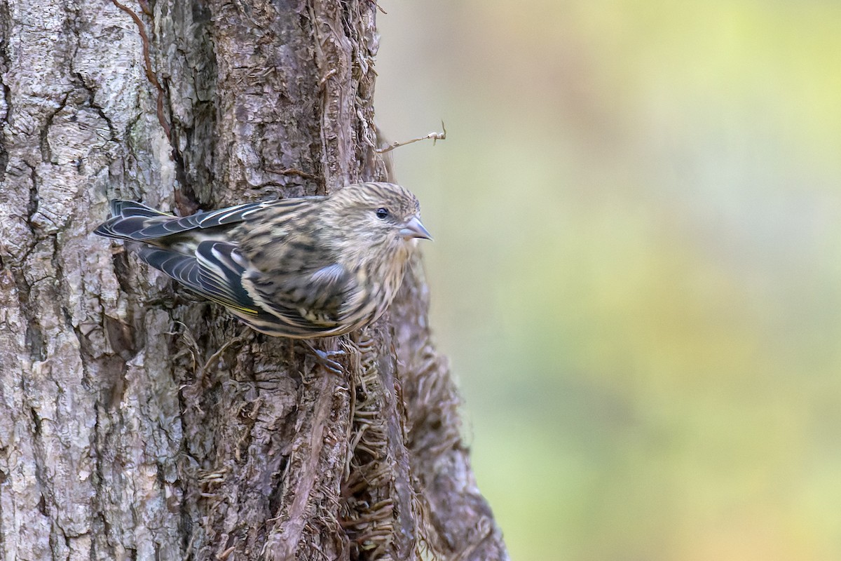 Сосновый чиж - ML645900130