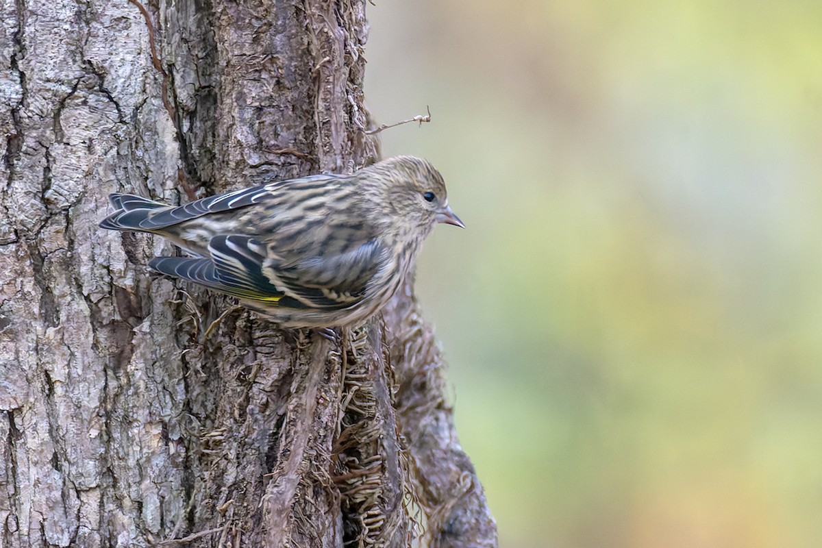 Сосновый чиж - ML645900131