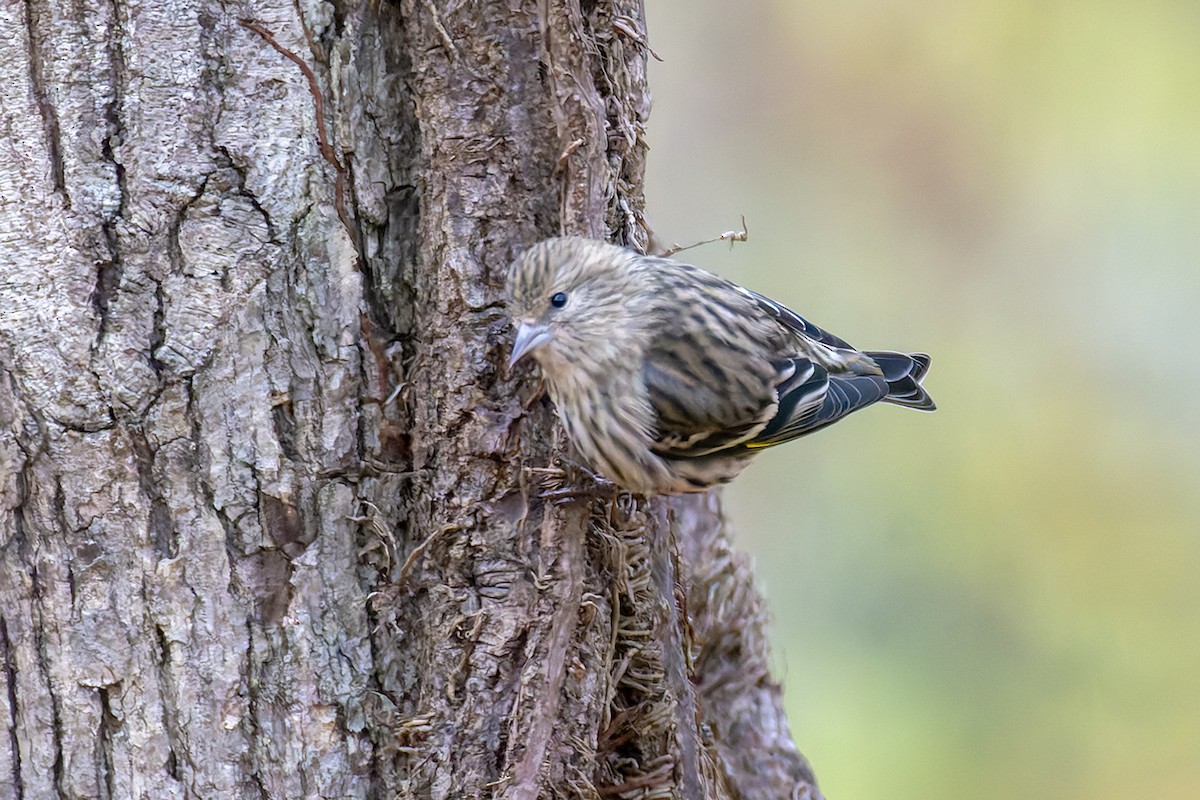 Сосновый чиж - ML645900132