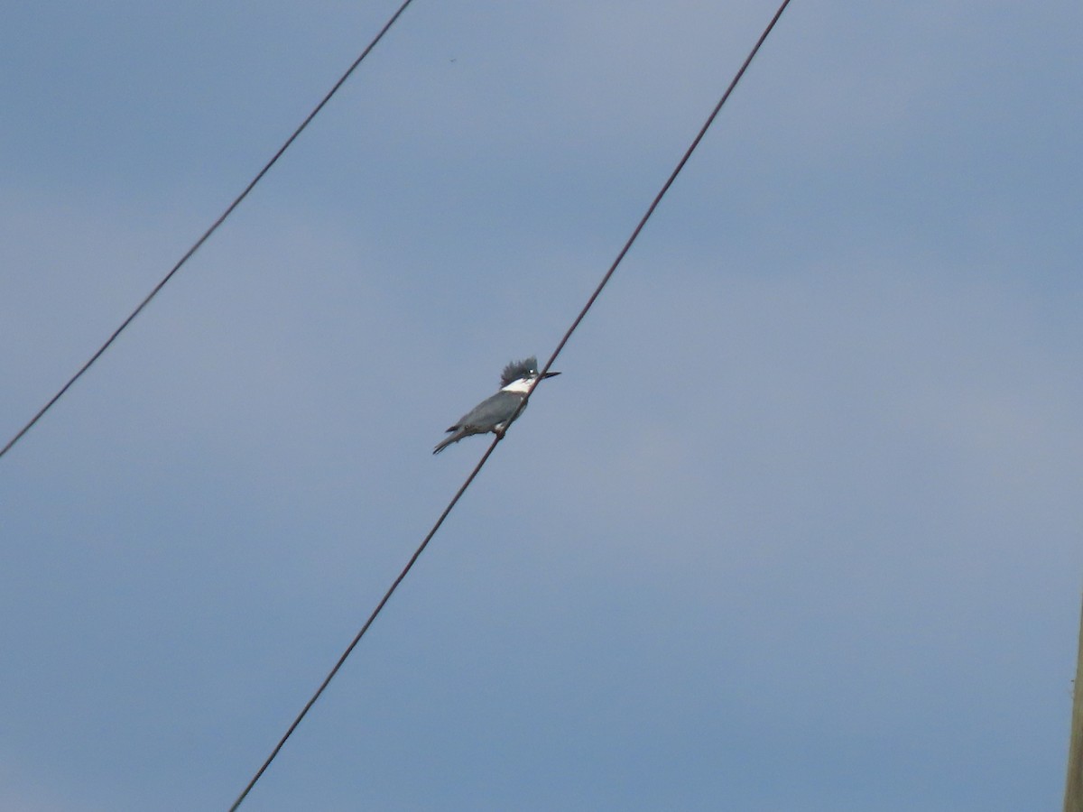 Опоясанный зимородок - ML645900133