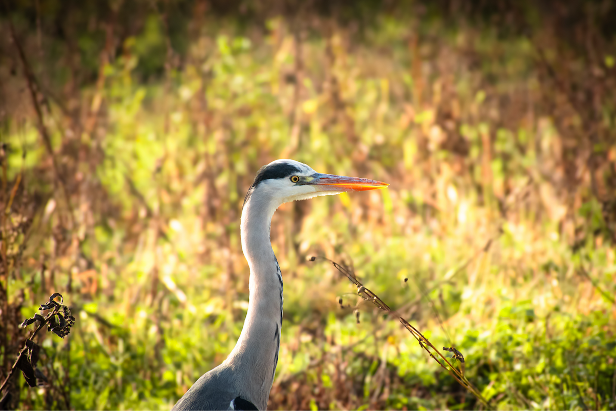 Серая цапля - ML645900135