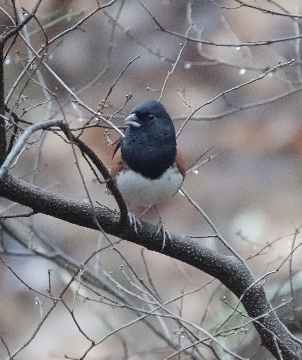 Красноглазый тохи - ML645900137