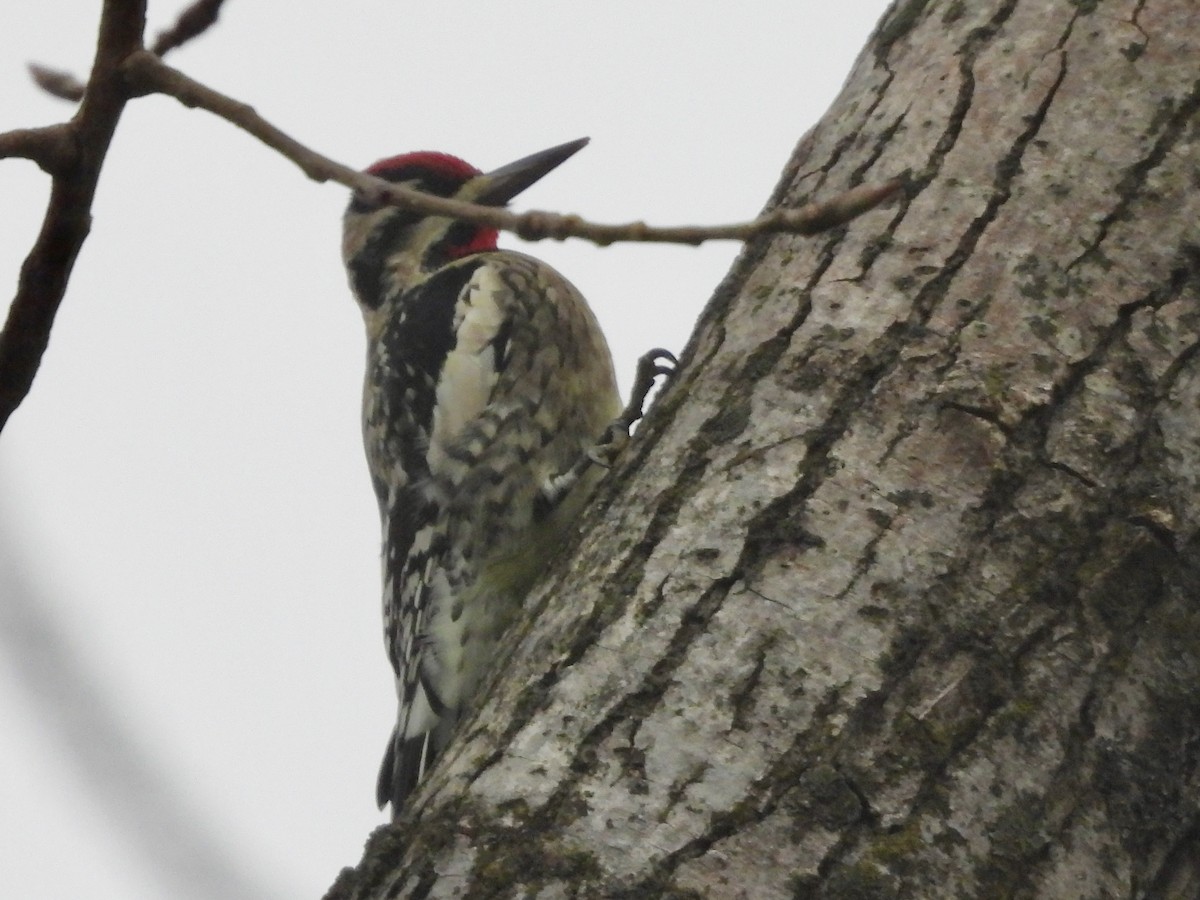 Yellow-bellied Sapsucker - ML645900139