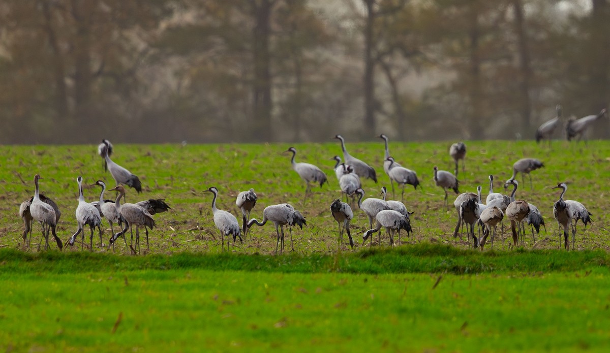 Common Crane - ML645900143