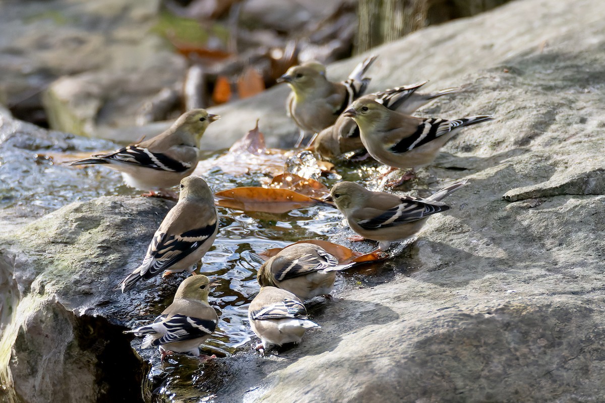 American Goldfinch - ML645900146