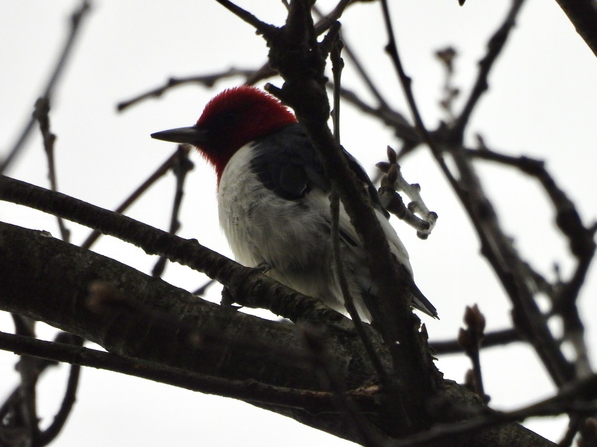 Red-headed Woodpecker - ML645900151