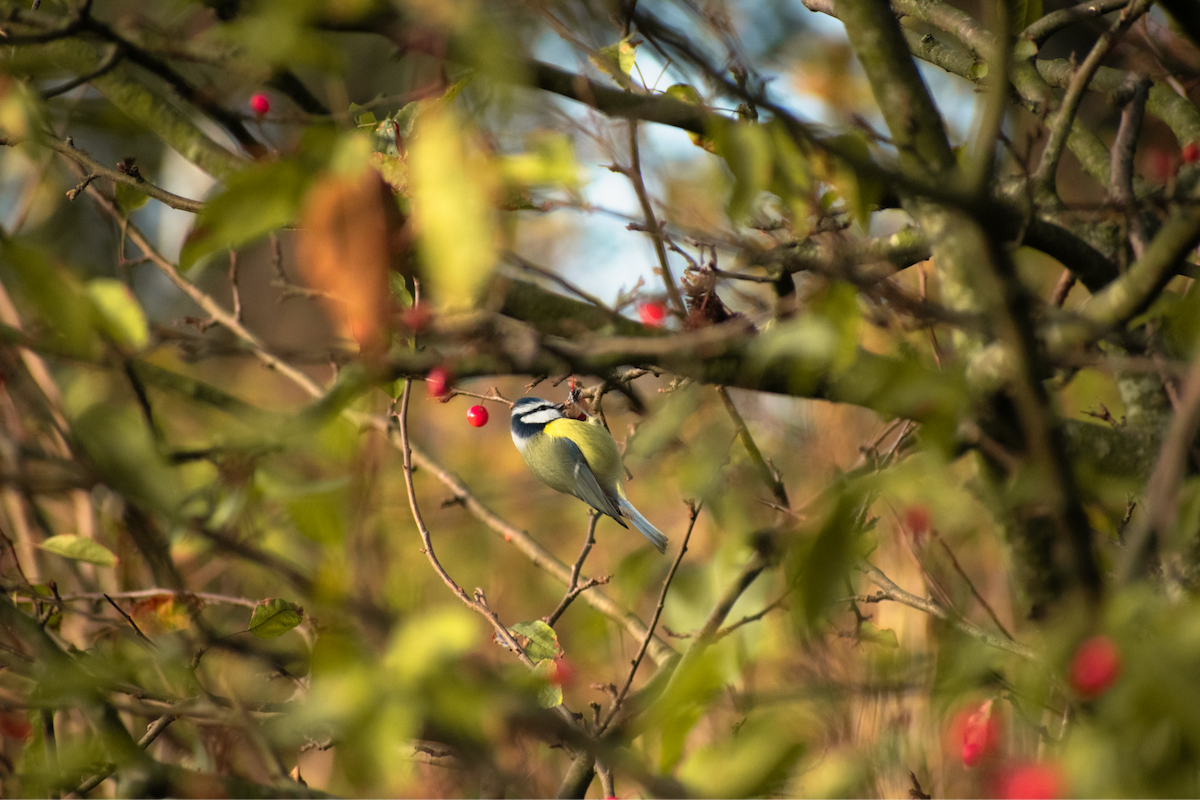 sýkora modřinka - ML645900152