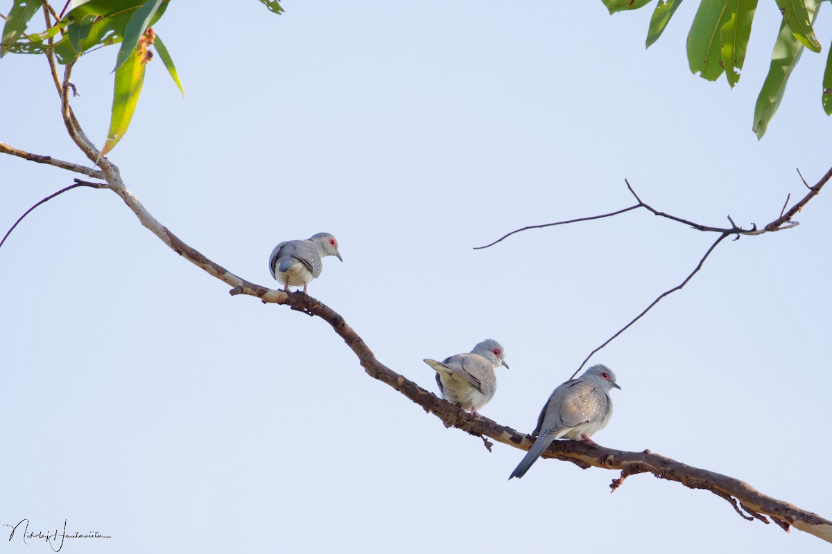 ウスユキバト - ML645900154