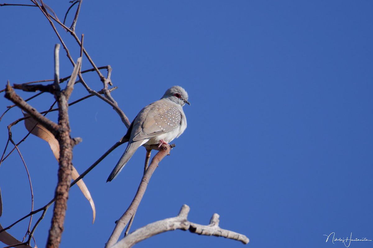 ウスユキバト - ML645900155