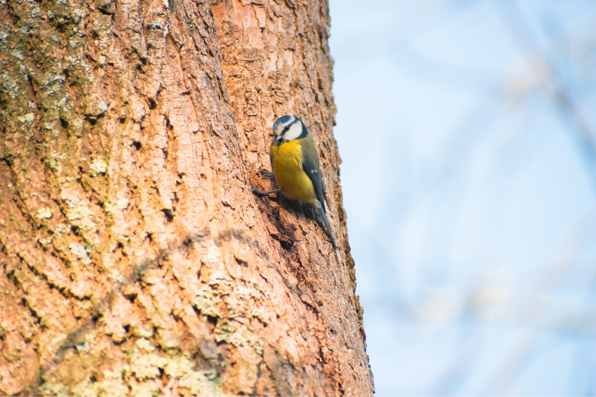 sýkora modřinka - ML645900158