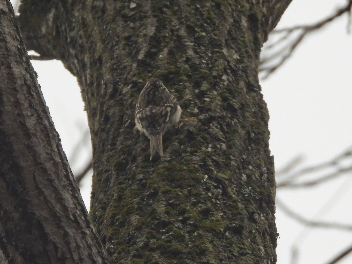 Brown Creeper - ML645900161
