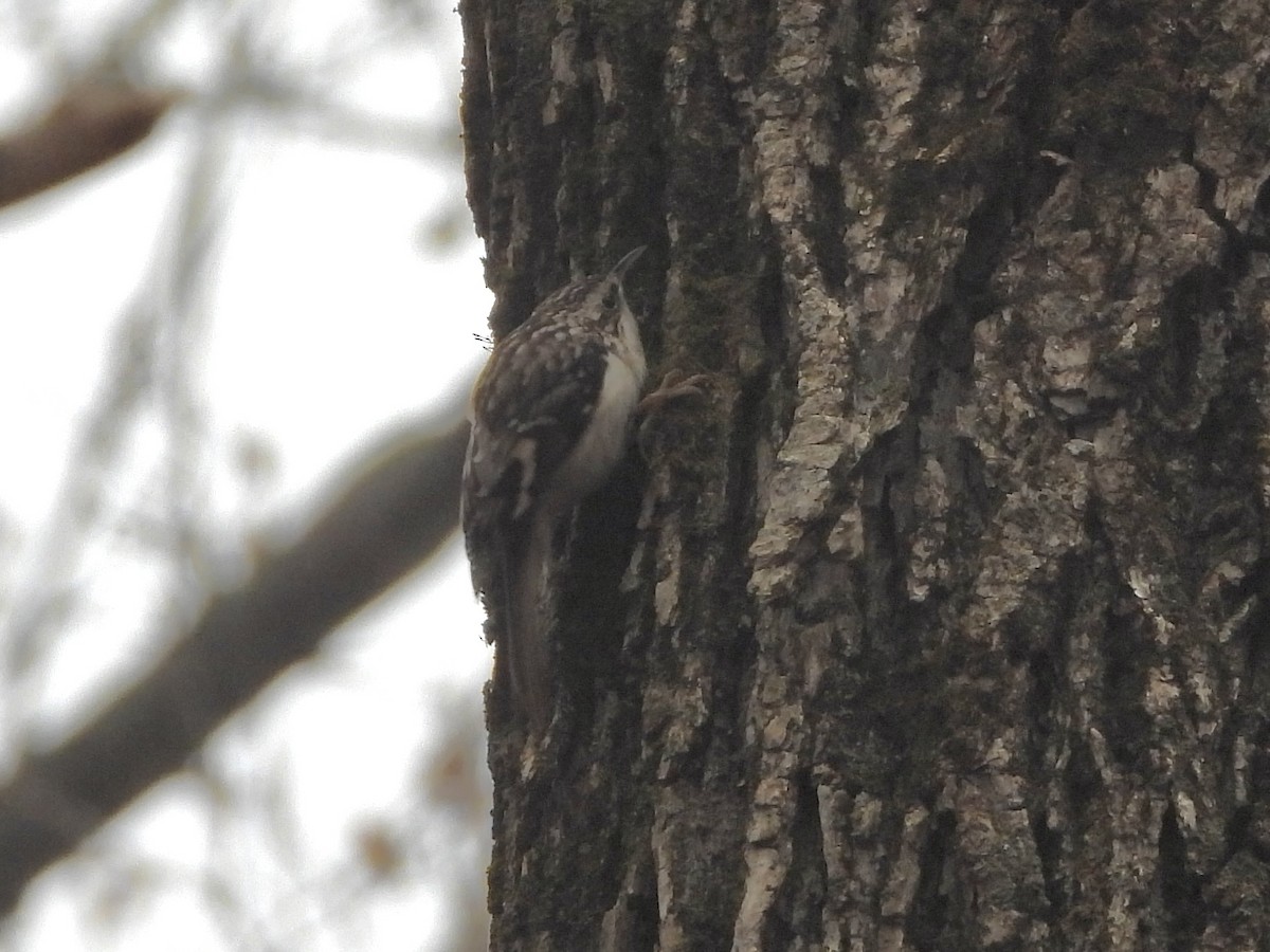 Brown Creeper - ML645900162