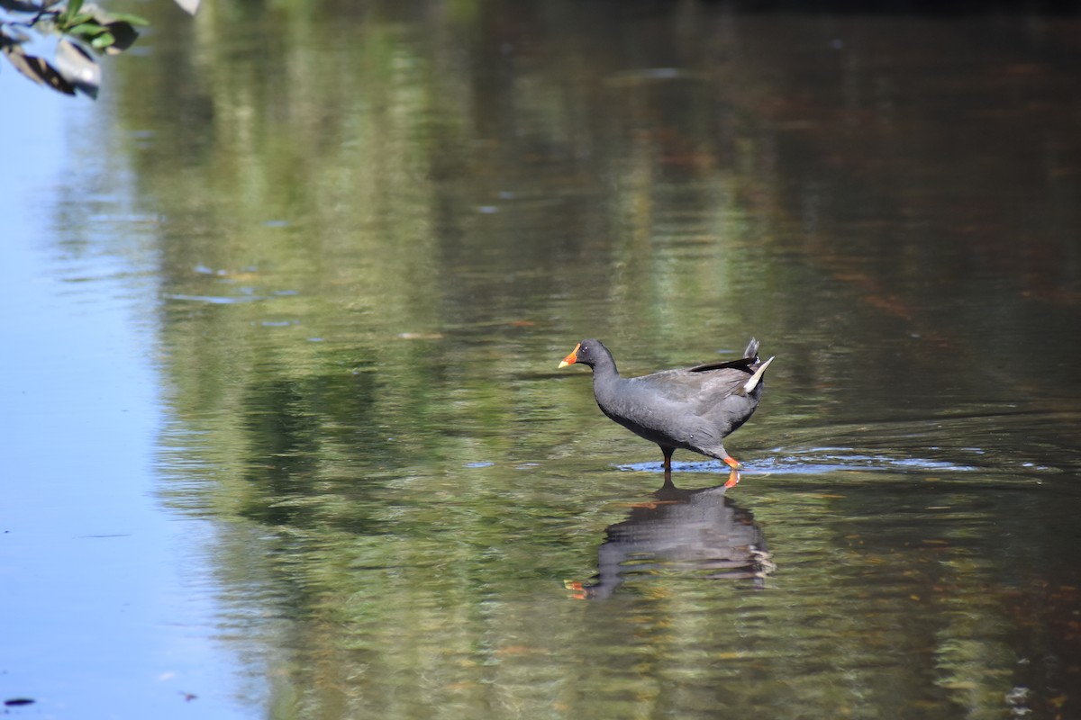 Karaca Sutavuğu - ML645900163