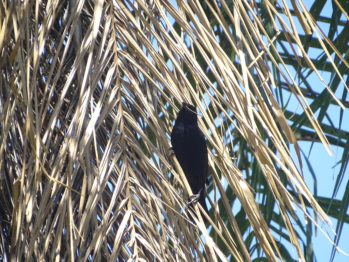 Chopi Blackbird - ML645900165