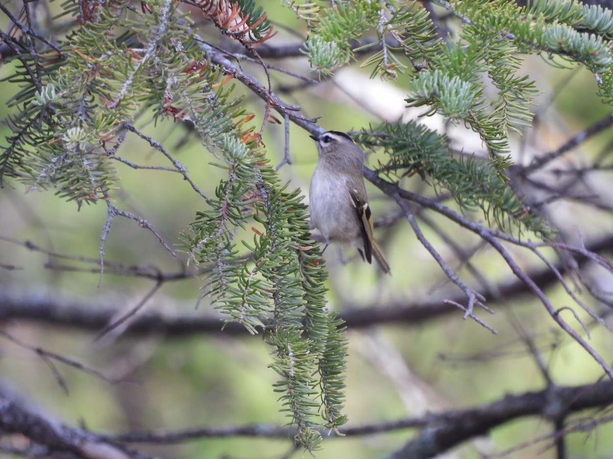 Golden-crowned Kinglet - ML645900166