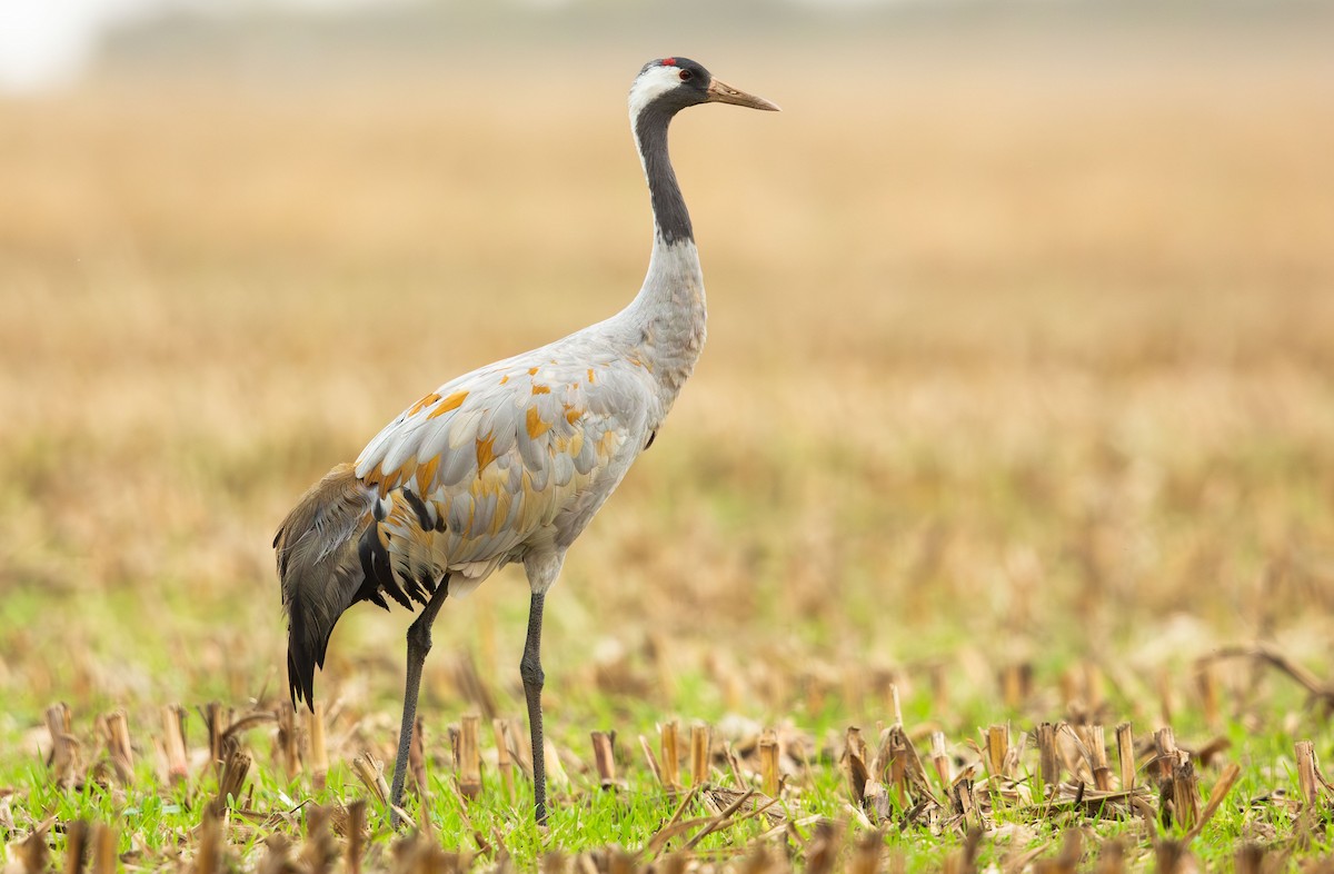 Common Crane - ML645900172