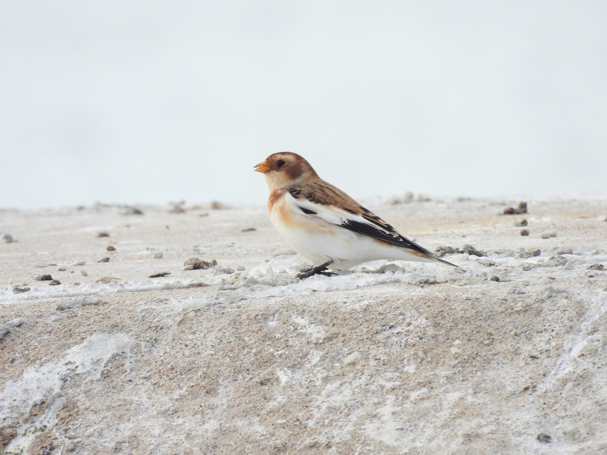 Zigolo delle nevi - ML645900174