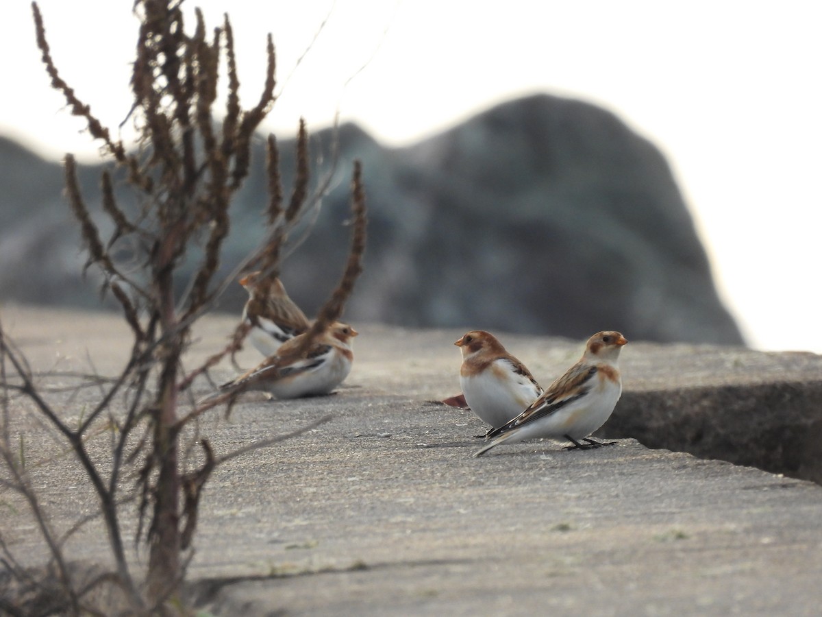 Zigolo delle nevi - ML645900175