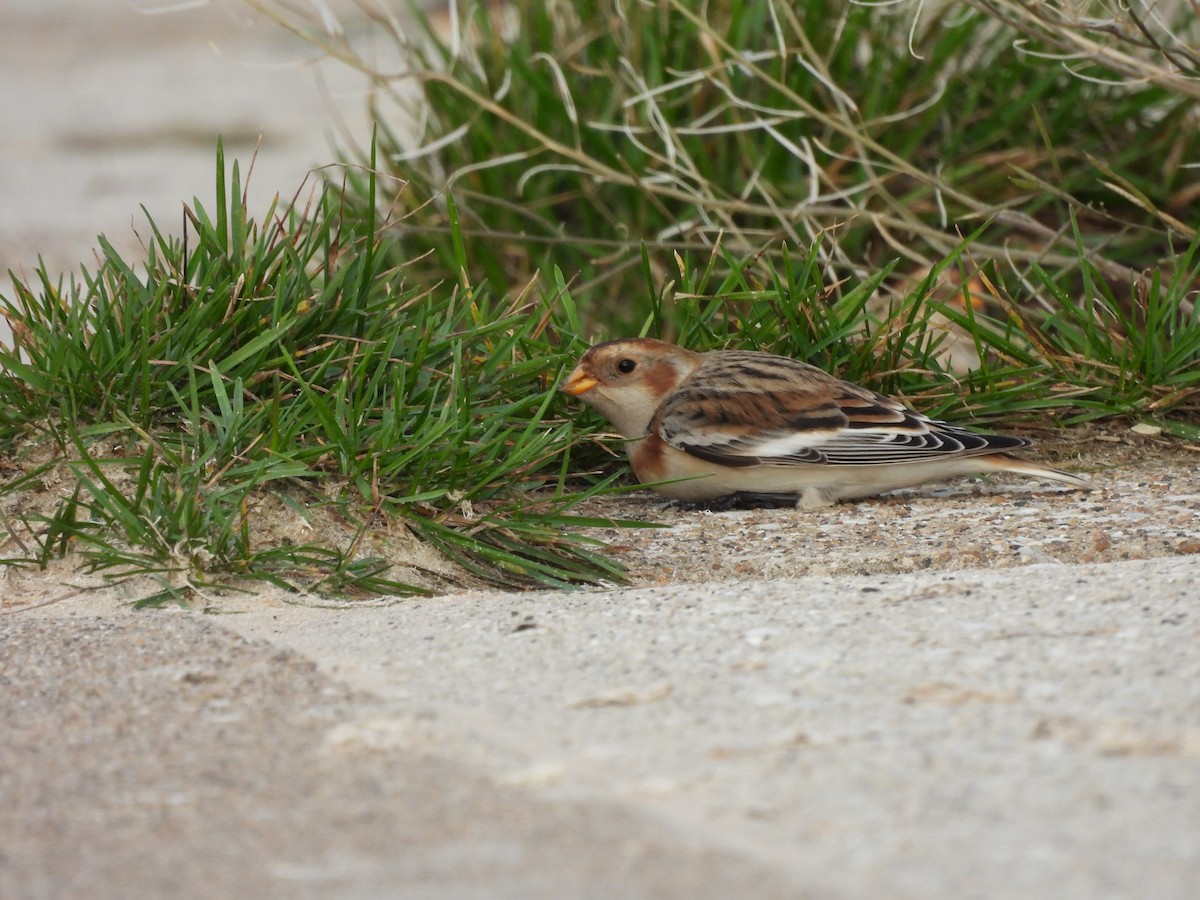 Zigolo delle nevi - ML645900176